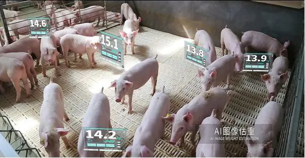 牧原秦英林：公司生猪饲养还有600元的成本空间，数字化信息每天产生10亿条数据