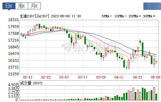 2023.05.08今日猪价