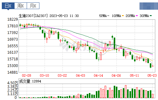 2023.05.23今日猪价
