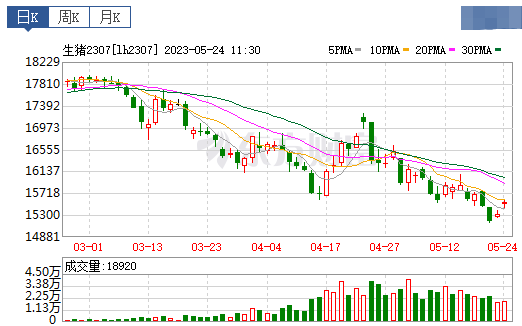 2023.05.24今日猪价