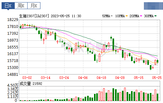 2023.05.25今日猪价