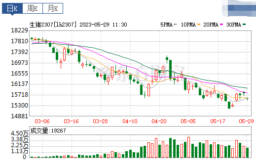 2023.05.29今日猪价