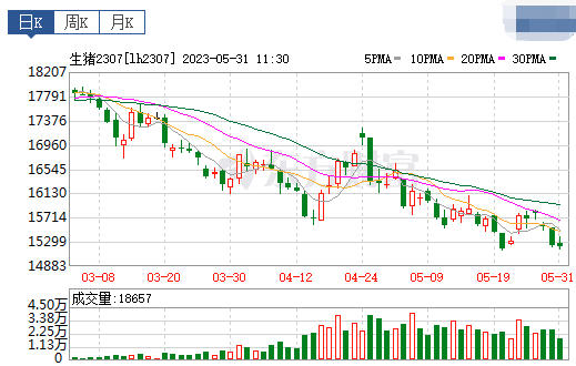 2023.05.31今日猪价