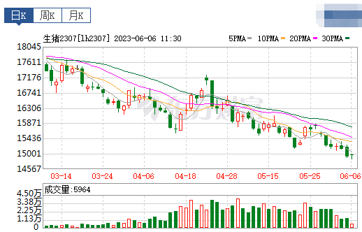 2023.06.06今日猪价