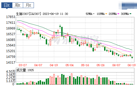 2023.06.19今日猪价