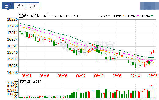 2023.07.26今日猪价
