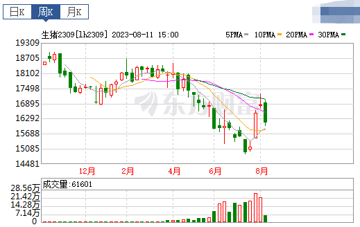 2023.08.13今日猪价,局部反弹