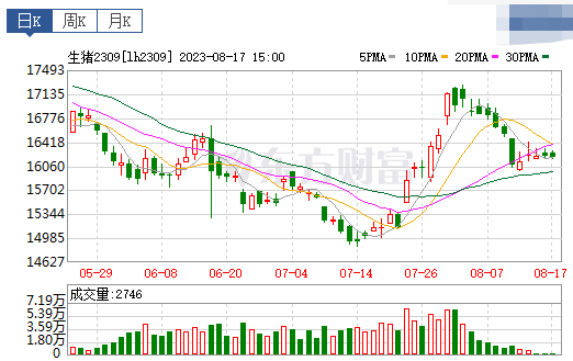 2023.08.18今日猪价