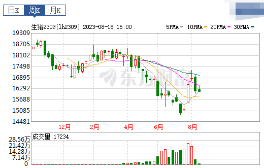2023.08.20今日猪价