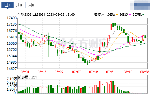 2023.08.23今日猪价