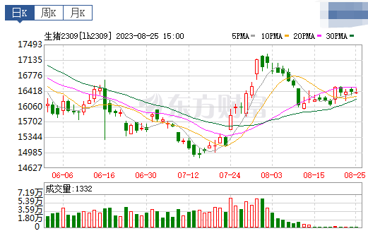 2023.08.26今日猪价