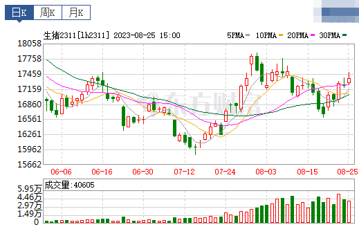 2023.08.26今日猪价
