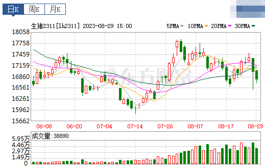 2023.08.30今日猪价