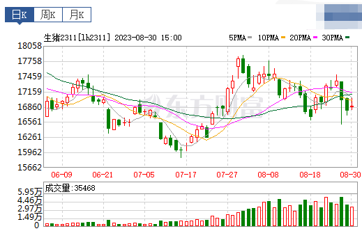 2023.08.31今日猪价