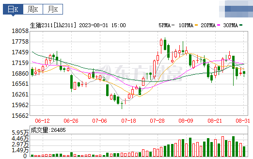 2023.09.01今日猪价