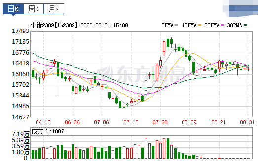 2023.09.01今日猪价