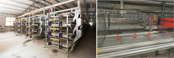 肉鸡立体养殖技术指导意见