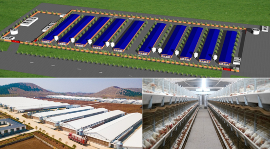 肉鸡立体养殖技术指导意见