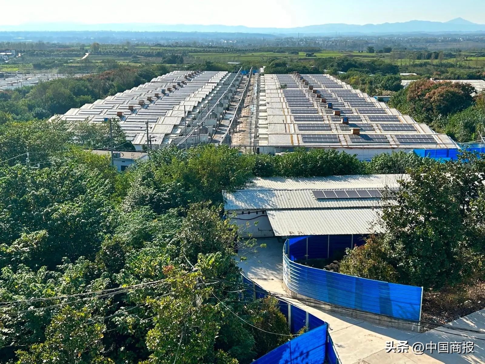 员工承包养猪、高管掏钱买股……牧原股份称有信心穿越猪周期