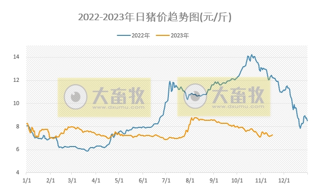 2023.11.16今日猪价