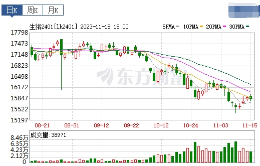 2023.11.16今日猪价