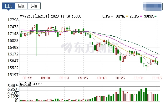 2023.11.17今日猪价