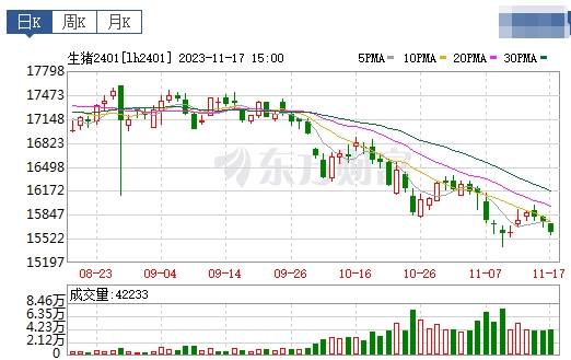 2023.11.18今日猪价
