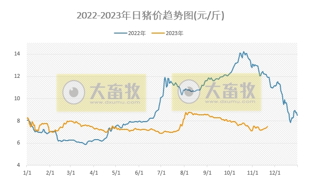 2023.11.21今日猪价