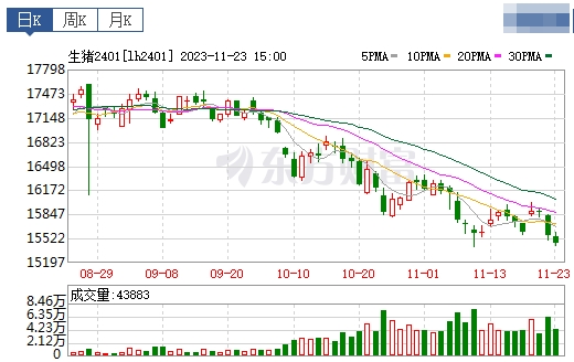 2023.11.24今日猪价
