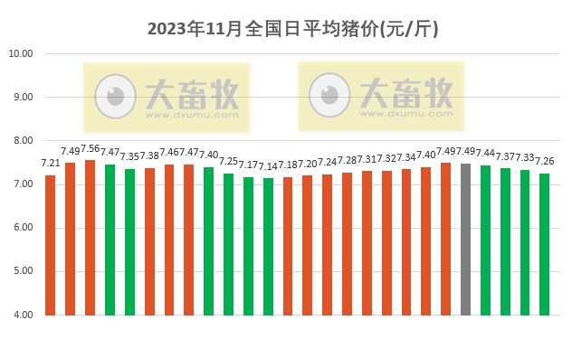 2023.11.26今日猪价