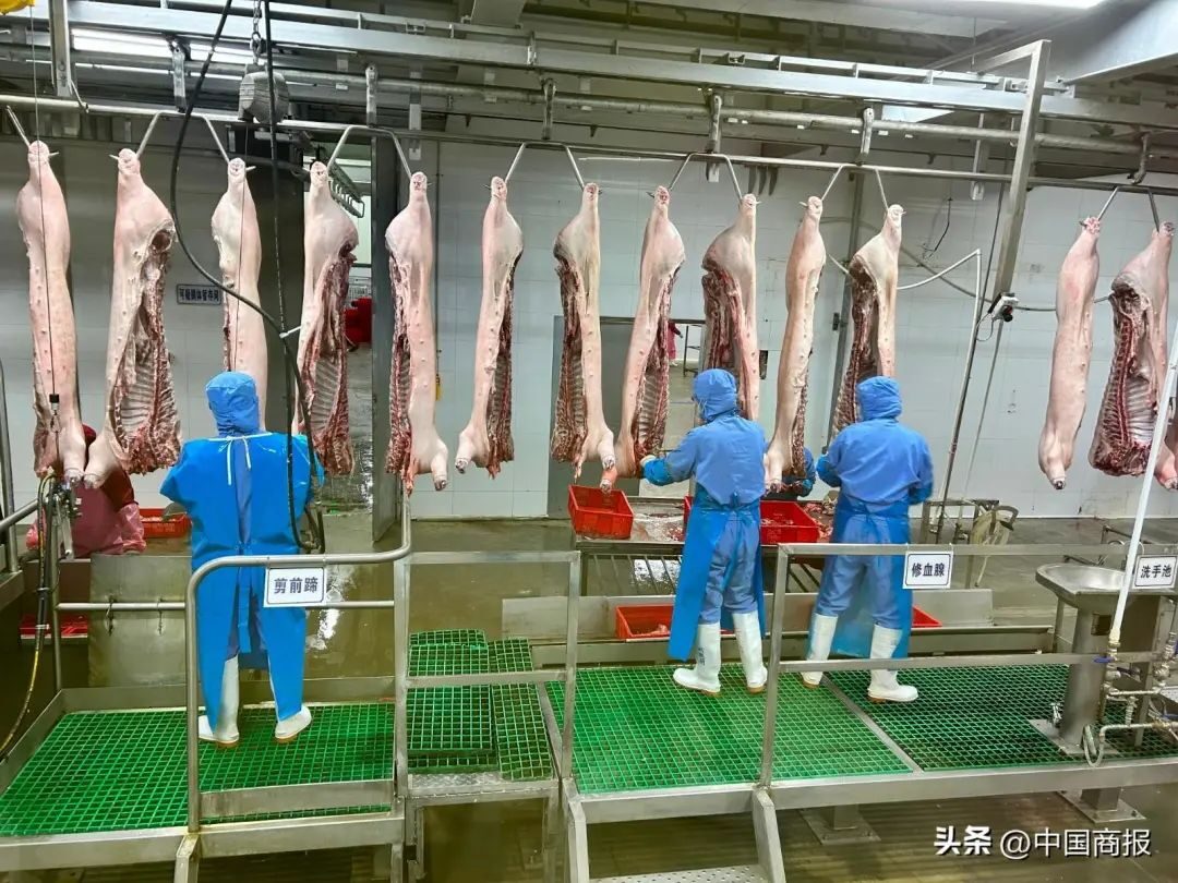 员工承包养猪、高管掏钱买股……牧原股份称有信心穿越猪周期