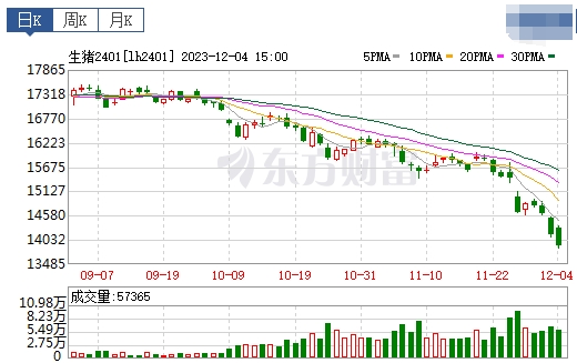 2023.12.05今日猪价
