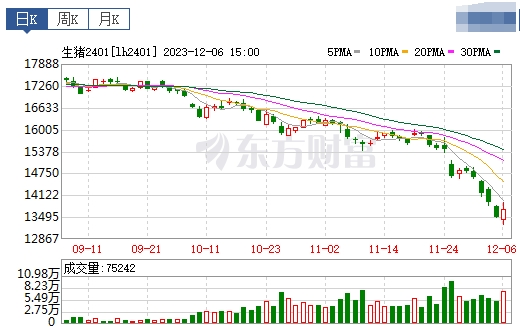 2023.12.07今日猪价
