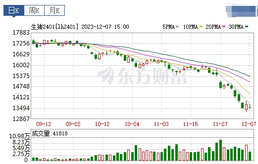 2023.12.08今日猪价