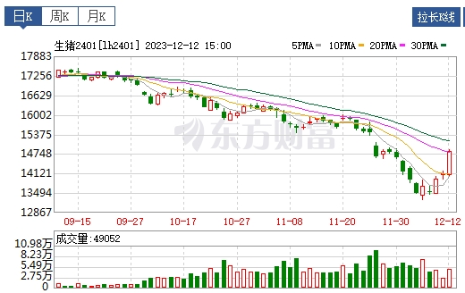 2023.12.13今日猪价