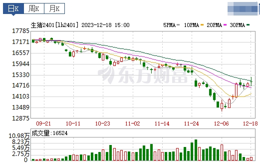 2023.12.19今日猪价
