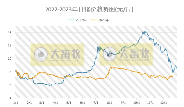 2023.12.21今日猪价