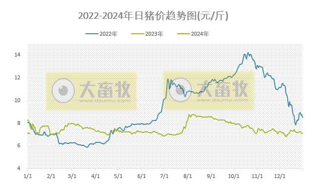 2024.1.4今日猪价