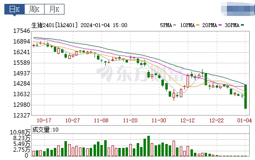 2024.1.5今日猪价