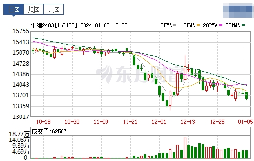 2024.1.6今日猪价