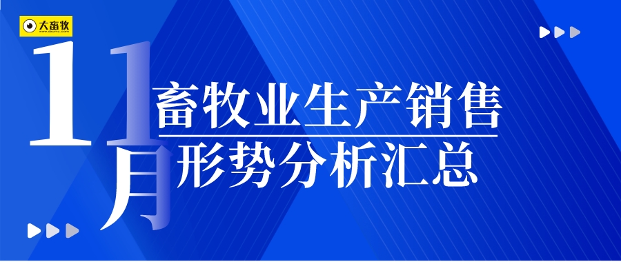 2023年11月畜牧业生产销售形势分析汇总