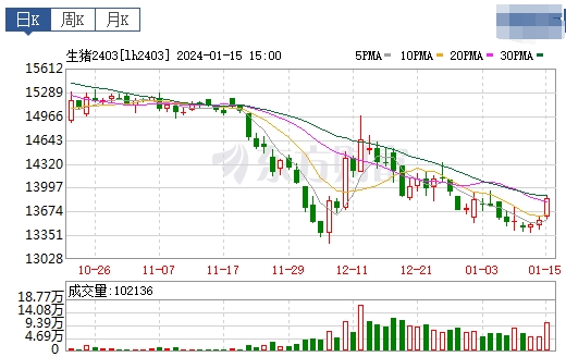 2024.01.16今日猪价