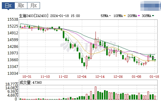 2024.01.19今日猪价