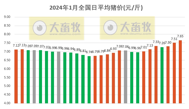 2024.01.28今日猪价