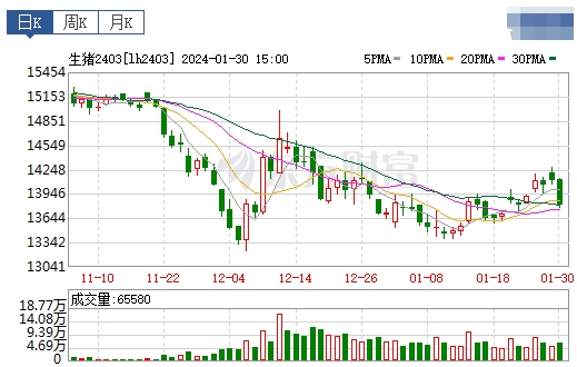 2024.01.31今日猪价