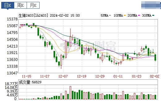2024.02.03今日猪价