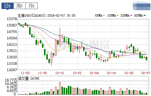 2024.02.08今日猪价