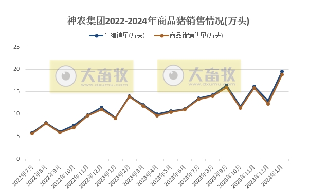 神农和金新农2024年1月生猪销售情况