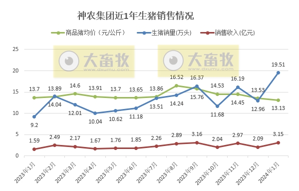 神农和金新农2024年1月生猪销售情况