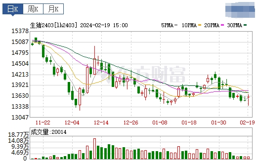 2024.02.20今日猪价